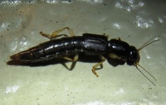Pinophilus