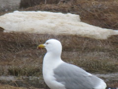 Larus argentatus image