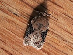 Acleris chalybeana