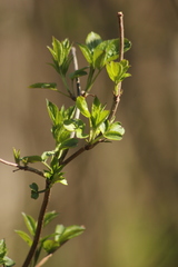 Sambucus racemosa