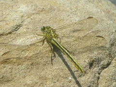 Notogomphus praetorius