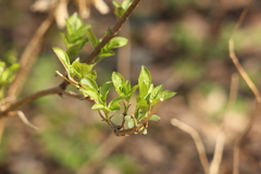 Sambucus racemosa
