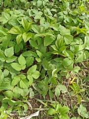 Aegopodium podagraria