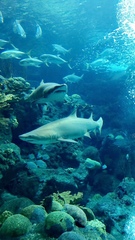 Lamniformes