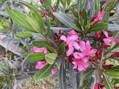 Nerium oleander