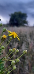 Euryops subcarnosus