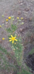 Euryops subcarnosus