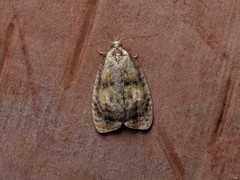 Acleris curvalana
