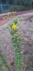 Euryops subcarnosus