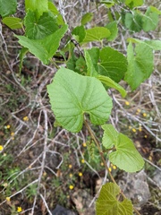 Vitis berlandieri