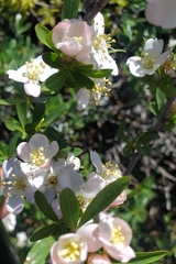 Peraphyllum ramosissimum