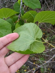 Vitis berlandieri
