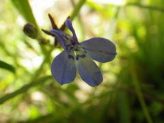 Lobelia flaccida flaccida