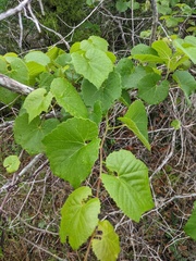 Vitis berlandieri