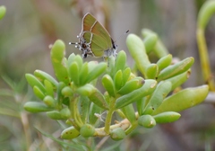 Callophrys xami