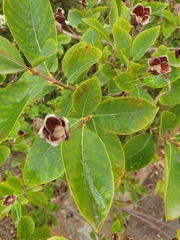 Dais cotinifolia