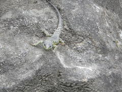 Pseudocordylus subviridis