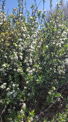 Peraphyllum ramosissimum