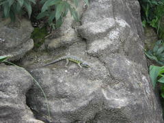 Pseudocordylus subviridis