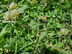 Trifolium repens
