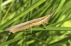 Leptysma marginicollis