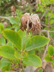 Dais cotinifolia