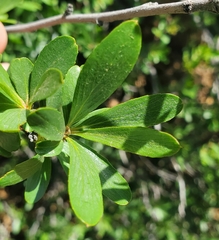 Peraphyllum ramosissimum