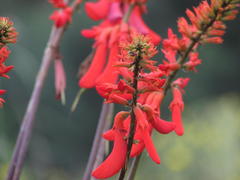 Erythrina humeana