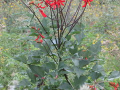 Erythrina humeana