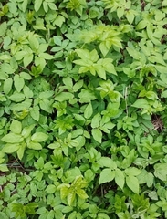 Aegopodium podagraria