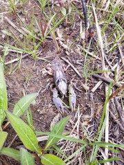 Procambarus gracilis