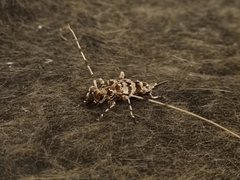 Acanthocinus spectabilis