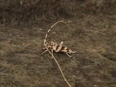 Acanthocinus spectabilis