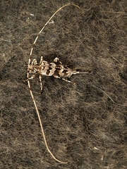 Acanthocinus spectabilis