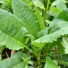 Dipsacus pilosus