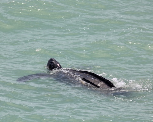 Leatherback Sea Turtle photographed in North Carolina