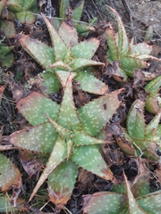 Aloe grandidentata