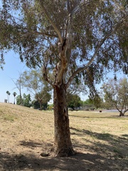Eucalyptus cladocalyx