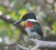 Chloroceryle americana