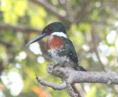 Chloroceryle americana