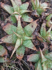 Aloe grandidentata