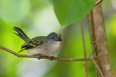 Myiopagis caniceps