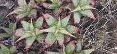 Aloe grandidentata