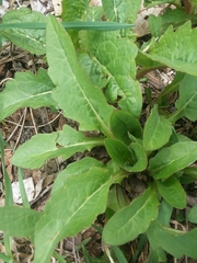 Silphium perfoliatum