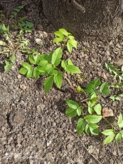 Aegopodium podagraria