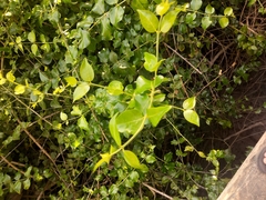 Azima sarmentosa