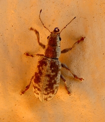 Pachyrhinus squamosus