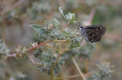 Hesperopsis alpheus