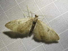 Eupithecia indigata