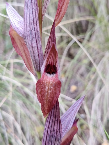 Long-lipped serapias
